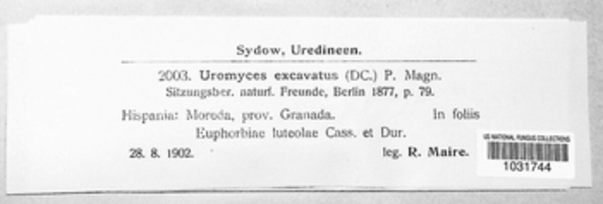 Uromyces tuberculatus image